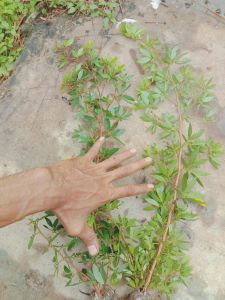 bibit Kaliandra sulimaraja Surinamensis 40-50cm