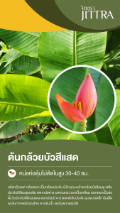 จิตตรา ต้นพันธุ์กล้วยบัวแคระสีส้มแสด 2 ต้น/เซท ไม้แปลกหายาก ปลูกง่าย ไม้มงคล ต้นเตี้ย พร้อมส่ง