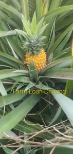 Giống khóm queen/chuẩn giống/cây khỏe[combo 11 cây]