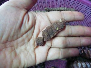 ฝักส้มป่อยใหม่ปีนี้1kilo(มีสินค้าพร้อมส่ง)​