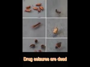 [Kill rate 100%] Bed bug killer spray 500ML Kill the bed bug in 3 seconds No more itching Bed bugs spray Bugs killer Bed bugs killer Bed bugs repellent Bed bugs killer powerful spray Anti bed bug 除螨喷雾剂