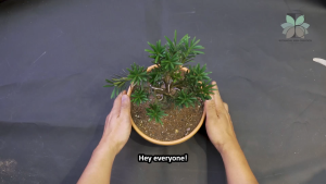 BMC Japan formula Bonsai Pro Mix potting mix pokok bonsai BMC Soil Peat Moss Akadama soil Kanuma 日本新配方盆栽专用土 S1013