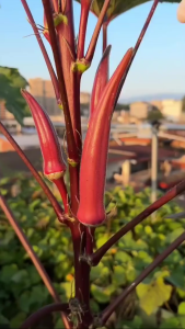 Hạt giống đậu bắp đỏ dể trồng-Gói 5gram(tặng kèm phân bón)