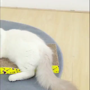 A Comprehensive Guide to Kitten Toys & Pet Scratching Boards