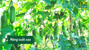 Hạt giống Đậu Bắp 5 Cạnh NAM VIỆT gói 500gr