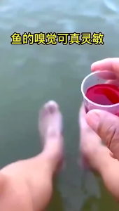 Essen Ikan Import Dari Cina Berkualitas Tinggi Esen Ikan Import Bikin Strike Essen Red Worm Liquid