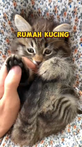 Indoor Cat House / Pet cat House ? Indoor Pet House / Istana Kucing / Rumah Kucing Si Comel/ Pet indoor Playhouse