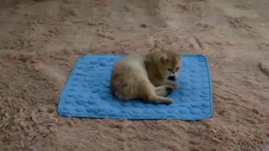 AP AIMAYAPET Dog Cat Summer Cooling Mat Dogs Cats Kennel Pad Breathable Pet Self Cooling Blanket Cat Dog Sofa Cushion Ice Silk Carpet