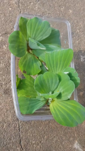 Kiambang Tanaman Hiasan