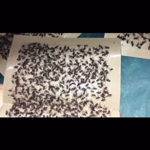 Mouse & Rat Killer: Rodent Control Fly Trap Catcher BINLU