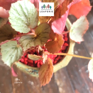 The Leaferie Handmade MILA plant pots Terracotta flowerpot flowerpots flower pot planter planters