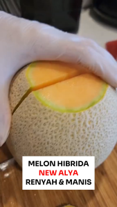 Benih Melon Orange Hibrida NEW ALYA 100 Seed Cap Bunga Matahari Lebat Manis Kebun dan Hidroponik
