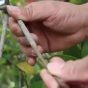 150m เทปพันกิ่งไม้ เทปพันกิ่งทาบ แลปพลาสติก อุปกรณ์ตอนกิ่ง เทปพันกิ่งเสียบยอด เทปติดตาต้นไม้ เทปใสพันกิ่ง ผ้าเทปพันกิ่ง