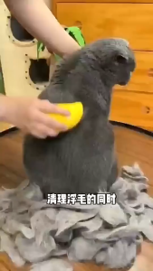 3 in 1 Cat Steam Brush Electric Spray Cat Hair Brush Pet Dog Steamer Brush Cat Massage Pet Grooming