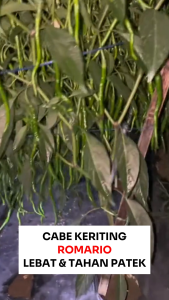 Benih Cabe Keriting ROMARIO 10 gram Cap Bunga Matahari Lebat Tahan Patek