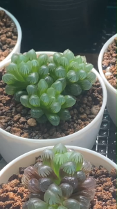 ไม้อวบน้ำ บัวแก้ว Haworthia Cactus Succulents ไม้ 4-8 Cm กระถาง 3 นิ้ว มีให้เลือกหลายไชด์ ส่งทั้งกระถาง