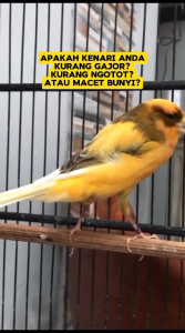 Pakan Racikan Burung Kenari Gacor Harian Lomba Macet Bunyi Extra Joss Herbal Makanan Burung Netral Pakan Burung Alami 350G - Lazada