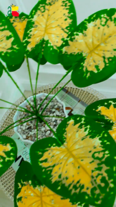 DF tanaman palsu daun keladi kuning artificial B8142