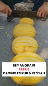 Benih Semangka F1 FAERIE 8 biji Known You Seed