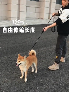 2m Reflective Dog Leash for Small, Medium & Large Dogs