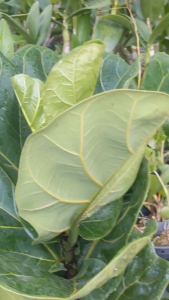 Cây Bàng Singapor lo72n 1 nhánh Cây trang trí nhà cửa  sân vườn.