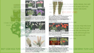 Thuốc Nước Cắm Hoa Tươi Lâu nhập khẩu Israel Hiệu Longlife (100 gói) giúp bảo quản mọi loại hoa cắm bình tại nhà và 14 ngày không thay nước