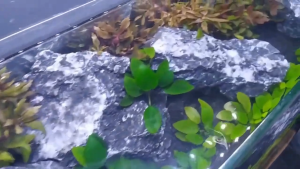 NIKITA STAR NS 01 - Hang On Filter Gantung Aquarium Aquascape NS01