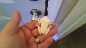 Polymaker Panchroma UV Shift PLA 3D Printing Filament Glow under UV Light & Temperature Change