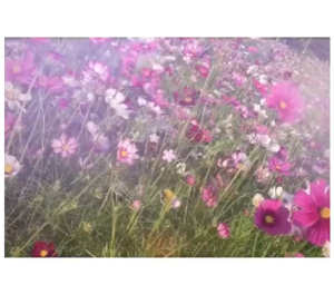 Hạt giống hoa sao nhái màu cam-gói 200 hạt-gieo trồng quanh năm