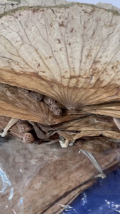 ใบบัว(ตากแห้ง)Lotus leaves.ปริมาณ 1กิโลกรัม สำหรับห่ออาหาร ห่อข้าวเหนียว ทำขนมบ๊ะจ่าง ข้าวห่อใบบัว