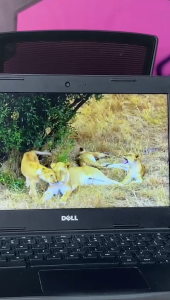 DELL WINDOWS LAPTOP /PLAY STORE/SUPER SLIM LAPTOP/FOR SRUDENTS