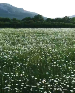 Sensual Chamomile Toner 200ml Calming Effect Soothing Discomfort Skin Daily Toning/Hydration 洋甘菊化妝水镇静效果舒缓肌肤不适每日爽肤补水