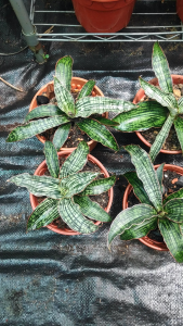Sanseveria Cleopatra bareroot / pokok lidah rare