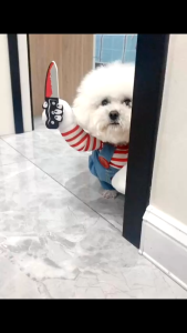 【No-profit】 Pet Pantry Cat Costumes Pet Supplies Panda Standing Up Funny Dog Clothes Upright Model Dress Cat Costume Killer Cosplay Party Festival Deadly Doll Pet Clothes