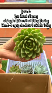 Combo 3 cây sen đá ngẫu nhiên không trùng nhau size bầu 5-7cm- giá cực sốc- sen đá Đà Lạt