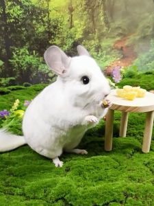 thơm sấy- hàng chính hãng Jolly dành cho hamster sóc nhím  thỏbọ - T3 PETS SHOP