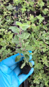 ต้นออริกาโน(Oregano) ส่งแบบปักชำมีรากพร้อมปลูก