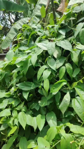 ราชาแห่งการถอนพิษ ใบรางจืด ว่านรางจืดใบสด60 ใบ เก็บสด ปลอดสารพิษ ใบสดเก็บสดตามออเดอร์