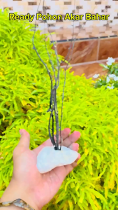 Hiasan Aquarium Tanaman Pohon Akuarium Bonsai Akar Bahar Aksesoris Dekorasi Aquascape
