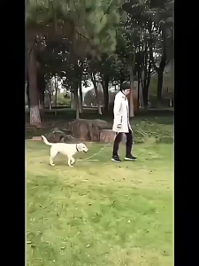 Dây dắt chó mèo có 2 đầu móc tiện lợi (mẫu mới) - Love Pets Shop