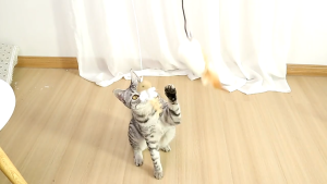 เมนูไม้แฮนด์เมด สร้างขึ้นใน Cat Mint ของเล่นแมว, รูปแบบของเมื่อเสื่อมโยงมาก ไม้ตกของเล่นสัตว์เลี้ยง