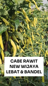 Benih Cabe Rawit Putih NEW WIJAYA 10 gram Cap RAJA SEED Lebat & Bandel