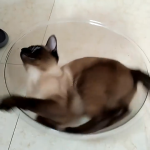Tempat Tidur Kucing Pet Bed Kapsul Luar Angkasa Playground Kucing Bingkai Panjat Kucing Cat Condo Akrilik Cembung  Sarang Kucing