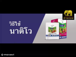 นาติโว ขนาด 250 กรัม ไตรฟลอกซีสโตรบิน25%+ทีบูโคนาโซล50% กำจัดโรคราให้ข้าวสวยติดเต็มรวง เมล็ดเต่ง รวงใหญ่และน้ำหนักดี