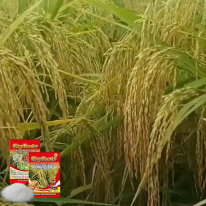 Pupuk KING BOOSTER 150 gram Hormon Pembesar Buah ASLI Nutrisi Terbaik