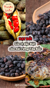 Hạt dổi nếp Tây Bắc 100g hạt dổi rừng gia vị chẩm chéo ướp thịt nướng thơm ngon chuẩn vị