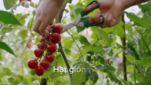 Hạt giống đậu bắp 5 cạnh gói 20gr~150 hạt TC05