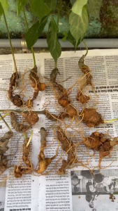 Sâm Ngọc Linh Kontum chuẩn sâm Việt