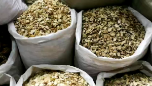 Chinese Herbs Herbal Medicine 沙参 Dry Adenophora Ginseng Reduce Phlegm Cough Relief 中药材 干货 化痰止咳 YC32