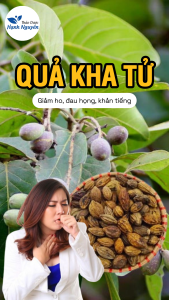 Quả kha tử khô 500g trái kha tử hạt to dùng ngâm mật ong nấu siro ngậm ho tiêu đờm - Lãn Ông